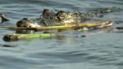 Dikira Batang Kayu dan Karang Laut, Buaya Lapar Berukuran 3 Meter Gegerkan Warga Pesisir Teluk Bandar Lampung