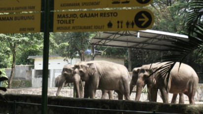 Peringati Hari Kemerdekaan RI ke 77, Gembira Loka Zoo Bagikan Tiket Gratis dan Lomba 17an