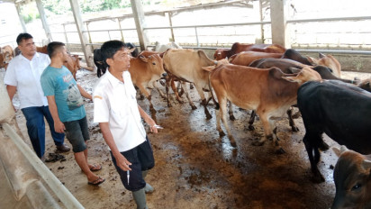 Pemko Binjai Tatgetkan Vaksin 2500 Ekor Sapi Cegah PMK