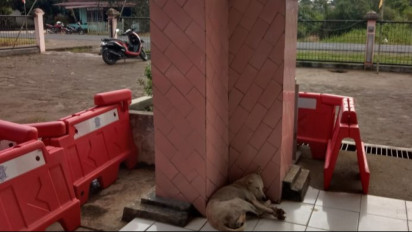 53 Warga Jadi Korban Gigitan Hewan Penular Rabies, Distan Mukomuko Akan Eliminasi Ratusan Anjing Liar