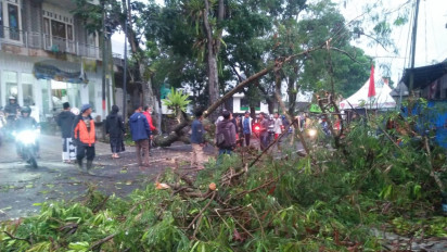 Pohon Setinggi 15 Meter di Wonosobo Roboh Timpa 3 Pengendara Sepeda Motor