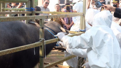 Lampung Duduki Peringkat 12 Nasional Kasus PMK, Irjen Kementan Lakukan Ini 