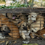 Sah! Pemkot Surabaya Larang Peredaran Daging Anjing