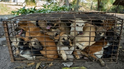 Sah! Pemkot Surabaya Larang Peredaran Daging Anjing