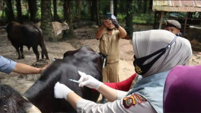Satgas PMK Catat 1.436.233 Ekor Sapi Telah Divaksin