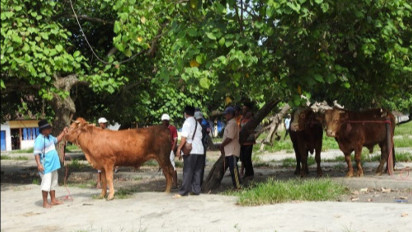 Wabah PMK Melandai, Aktivitas Pasar Hewan Lumajang Kembali Normal Meski Sepi Transaksi
