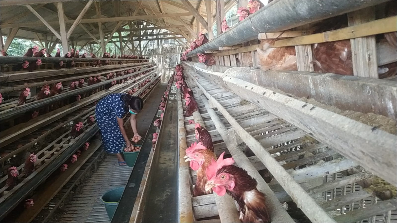 Peternak Ayam Petelor Terpaksa Naikkan Harga Telur, Seiring Naiknya Harga Pakan Ayam
            - galeri foto