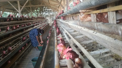 Peternak Ayam Petelor Terpaksa Naikkan Harga Telur, Seiring Naiknya Harga Pakan Ayam