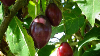 Manfaat Terong Belanda, Salah Satunya Menjaga Kesehatan Kulit Agar Tetap Glowing
