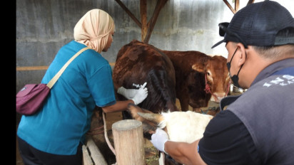 Klaim Wabah PMK Melandai, Dinas Pertanian Kabupaten Lumajang Kebut Vaksinasi