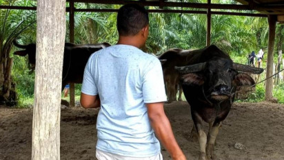 Dinas Perkebunan dan Peternakan Kab Aceh Barat Catat 2.033 Hewan Ternak Sudah Sembuh dari Penyakit Mulut dan Kuku