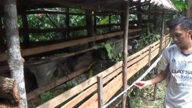 Masuk Ilegal, Balai Karantina Pertanian Tanjungpinang Segel Kandang dan 60 Ekor Kambing