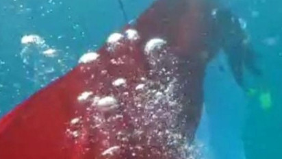 Rayakan HUT Ke 77 Kemerdekaan RI, Bendera Merah Putih Sepanjang 77 Meter Dibentangkan di Dasar Laut Manokwari