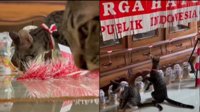 Lucu! Aksi Kucing Ikut Lomba Perayaan 17 Agustus Kemerdekaan RI, Tuai Komentar Netizen