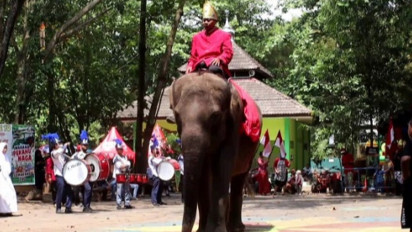 Unik! Meriahkan HUT ke-77 RI, Kebun Binatang Semarang Gelar Karnaval Satwa Khas Indonesia