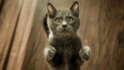 Mentang-Mentang Punya Senjata, Brigjen TNI Tembak 6 Kucing di Sesko TNI Bandung