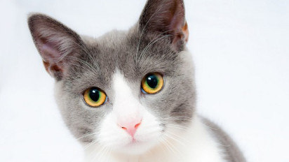 Brigjen TNI Tembak 6 Kucing di Sesko TNI Bandung, Alasannya: untuk Jaga Kebersihan dan Kenyamanan Lingkungan