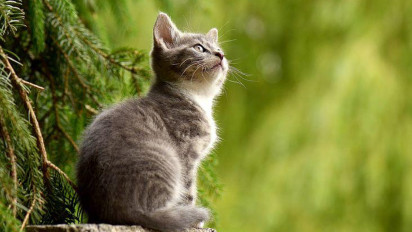 Dengan Senapan Angin, Pelaku Brigjen TNI Tembak Kucing di Bandung Demi Jaga Kebersihan, 3 Diantaranya Mati dalam Keadaan Hamil