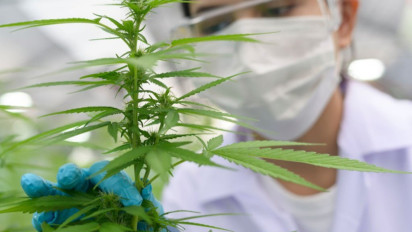 Aroma Ganja Mirip dengan Bawang Putih, Benarkah Demikian? Berikut Penjelasannya