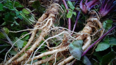 5 Manfaat Purwaceng untuk Kesehatan, Salah Satunya Bisa Tingkatkan Gairah Seksual