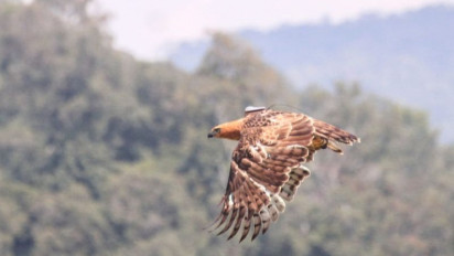 Setelah Rehabilitasi 12 Bulan, Ragil Dilepasliarkan di Gunung Halimun Salak