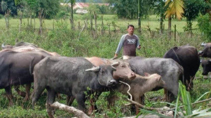 Distannak: 1.842 Ternak di Nagan Raya Aceh Sembuh Dari Wabah PMK
