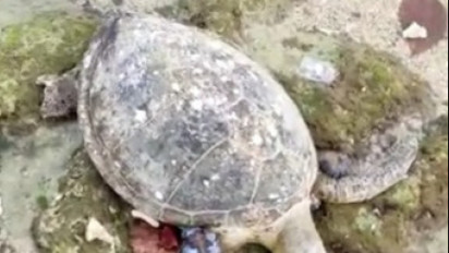 Diduga Terserang Tumor, Penyu Hijau Ditemukan Mati di Pantai Cibuaya Sukabumi
