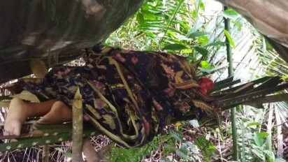 Geger, Warga Kuamang Kuning Temukan Mayat Bocah Suku Anak Dalam di Kebun Sawit