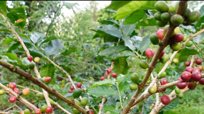 Kopi Arabika Sipirok Jadi Finalis Terbaik Nusantara Jogja, Ini Komentar Rasyid Assaf