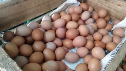 Dinas Perdagangan Kuningan Pastikan Stok Telur Ayam Tersedia Meski Harga Masih Tinggi