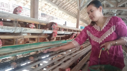 Harga Pakan Ayam Naik, Peternak Kurangi Pembelian