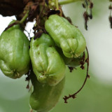 Turunkan Tekanan Darah Tinggi dengan Belimbing Wuluh, Begini Cara Meraciknya