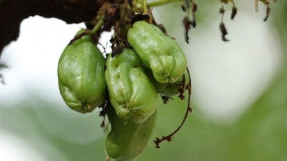 Turunkan Tekanan Darah Tinggi dengan Belimbing Wuluh, Begini Cara Meraciknya