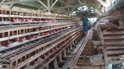 Harga Telur Ayam di Pasaran Naik, Tak Berdampak pada Kesejahteraan Peternak Ayam Petelur, Ini Sebabnya