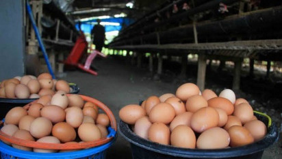 Kemendag Sebut Naiknya Permintaan dan Pelonggaran PPKM Jadi Sebab Meroketnya Harga Telur