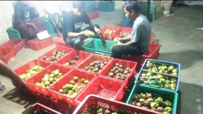 Langganan Ekspor ke China, Banyuwangi Bersiap Jadi Food Estate (Lumbung Pangan) Manggis