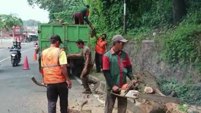 Viral, Pengendara Motor Nyaris Tertimpa Pohon Akasia Berusia 20 Tahun