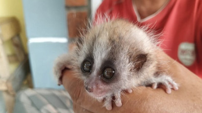 Kisah Heroik Buruh Pabrik di Sukabumi Selamatkan Bayi Kukang