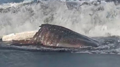 Seekor Hiu Tutul Terdampar di Pesisir Pantai Wotgalih Lumajang dalam Kondisi Mati