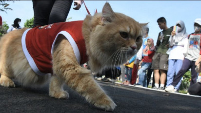 Kucing Dikebiri Umumnya Jadi Hobi Makan yang Berujung pada Obesitas, Ini Risiko Penyakit Kucing Gemuk