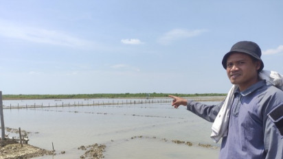 Terendam Banjir Rob Petani Garam di Cirebon Menangis, Ratusan Hektar Lahan Gagal Panen