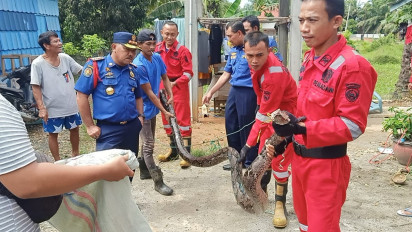 Ular Piton 4,5 Meter Dievakuasi Petugas Damkar Dari Dalam Kolam