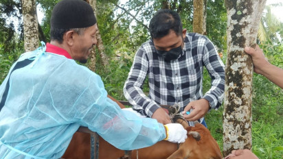 Hindari Wabah PMK, Ratusan Hewan Ternak di Karimun Divaksin