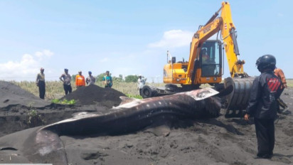 3 Hiu Tutul Terdampar di Pesisir Jember dan Lumajang, Rata-rata Beratnya Lebih Dari 1,5 Ton