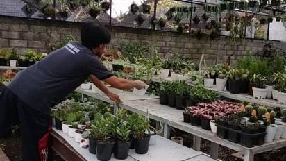 Tren Tanaman Hias Kaktus dan Sukulen yang Digandrungi ABG