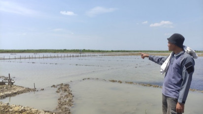 Produksi Garam di Kabupaten Cirebon Terus Menurun, Kok Bisa?