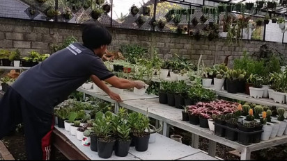 Tanaman Hias Jenis Kaktus dan Sukulen, Kini Diminati Kalangan Anak Muda di Badung, Bali