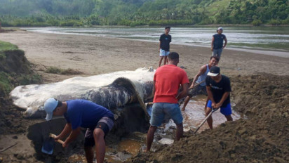 Lagi! Ikan Raksasa Terdampar di Pesisir Banyuwangi, Badan Ikan Langka itu Sudah Tidak Utuh dan Baunya Menyengat