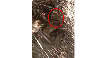 Viral, Video Harimau Sumatera Mangsa Ternak Warga di Langkat