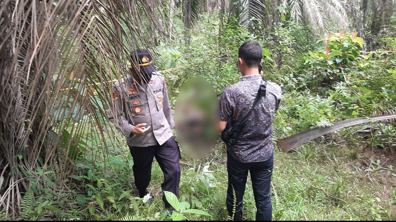 Geger, Warga Bungo Jambi Temukan Mayat Membusuk Di Dalam Kebun Sawit
            - galeri foto